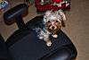 In your opinion is my Chewie a Silky/Yorkie/Mixture?-chewie014.jpg