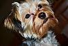 In your opinion is my Chewie a Silky/Yorkie/Mixture?-chewie016.jpg