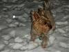 In your opinion is my Chewie a Silky/Yorkie/Mixture?-044.jpg