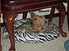 In your opinion is my Chewie a Silky/Yorkie/Mixture?-112.jpg