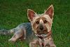 In your opinion is my Chewie a Silky/Yorkie/Mixture?-img_0056.jpg