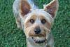In your opinion is my Chewie a Silky/Yorkie/Mixture?-img_9738-small.jpg