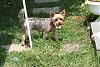 In your opinion is my Chewie a Silky/Yorkie/Mixture?-img_9716-2.jpg