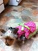 Prissy is ready for Spring...-prissy-ready-spring..jpg