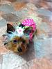 Prissy is ready for Spring...-prissy-ready-spring2.jpg