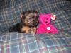 Went Shopping-willow-7-wks-old.jpg