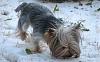 Pups hair-snow.jpg