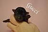 Happy 2nd Birthday Brielle-gucci3daysdsc_0001.jpg