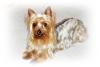 Is my dog a Yorkie or a Silky?-img_3071-1.jpg