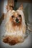 Is my dog a Yorkie or a Silky?-mylee15.jpg