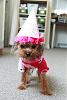 Happy 1st Birthday, Peppermint!-peppermint-hat-003.jpg