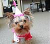 Happy 1st Birthday, Peppermint!-peppermint-hat-011.jpg