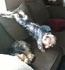 Prissy has long legs !!!!-max-getting-off-couch.jpg