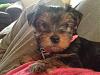 My cute "Purebred" Yorkie??-user19242629_pic117444_1332188783.jpg