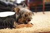 New Yorkie owner here...-dsc_0157.jpg