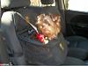 Oscar loves his new car seat !-1kk9y-1ch-1.jpg