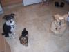 Shorkie questions-100_0603-600-x-450-.jpg