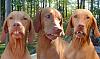 Is breeding a 11lb male with a 4lb female a No-No??-tennessebirddogs.jpg