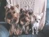 People who own a Chihuahua and A Yorkie OR 3 furkids????-daisha-007.jpg