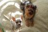 People who own a Chihuahua and A Yorkie OR 3 furkids????-daishacallie.jpg