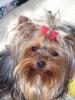 People who own a Chihuahua and A Yorkie OR 3 furkids????-daisha1.jpg