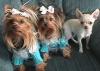 People who own a Chihuahua and A Yorkie OR 3 furkids????-outside111905-023.jpg