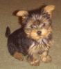 People who own a Chihuahua and A Yorkie OR 3 furkids????-mypuppy1.jpg