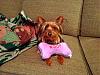 Application for Membership--YT TEAPOT Club-bailey-woof-low-rez.jpg