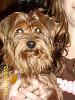 Mutant Yorkie.  World's largest yorkie?-sta73423.jpg