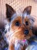 yorkie incontinence-prissy-profile.jpg