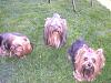 Cali and Roxie went to the groomers today!-cimg0354.jpg