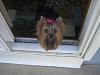 Cali and Roxie went to the groomers today!-cimg0359.jpg