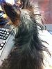 my 5 month old yorkie hair stringy and oily-baby2.jpg