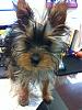 my 5 month old yorkie hair stringy and oily-baby1.jpg
