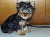 SET Yorkies-edit.jpg