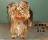 Just a survey for fun: What is the age ,weight, height & length & of your yorkie ?-1kk9y-1ct-1.jpg