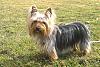 Just a survey for fun: What is the age ,weight, height & length & of your yorkie ?-pictures-park-013edited.jpg