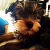 Getting a Yorkie this sunday!-yorkie.jpg