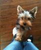 What does your Yorkie do when you have to leave?-img_0004-2.jpg