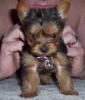 My sister got  Yorkie Boy!-gucci-1.jpg