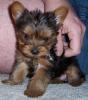 My sister got  Yorkie Boy!-gucci-2.jpg