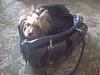 Kwigy bo alex dog carrier-zoe-kb-black-croc.jpg