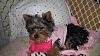 My yorkies hair wont grow-baylee-anastasia-036.jpg