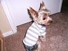 I need some help...Please?-new-shirt-2.jpg