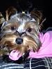 Just a survey for fun: What is the age ,weight, height & length & of your yorkie ?-4.9.12.jpg