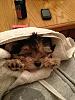 My Morkie, anyone else have photos u can share of ur Morkie?-imagejpeg952-2-.jpg