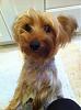 Missing Silky Terrier in Queens Area of NY-574543_330817023638438_100001304294845_803080_1056406512_n.jpg