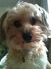 My Morkie, anyone else have photos u can share of ur Morkie?-lucy44.jpg
