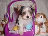 White Yorkie?-black-tail-yorkietalk.jpg
