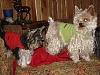 White Yorkie?-cid_x_ma2_1334281036-aol.jpg